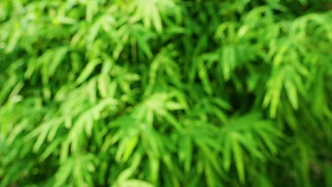 Soft Focus Tropical Bamboo Leaf Background With Green Natural Texture and Abstra Stock Footage 335241736