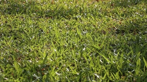 Soft focus tropical carpet grass and sprinkling water Stock Footage 128109143