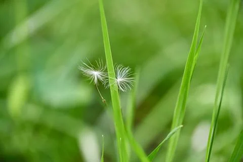 Soft focus. Two fluffy white dandelion seeds flying in wind fell into green g Stock Photos