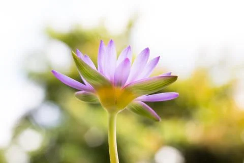 Soft focus of Under view beautiful purple Lotus flower or water lily on blur  Stock Photos