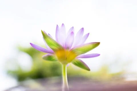 Soft focus of Under view beautiful purple Lotus flower or water lily on blur  Stock Photos
