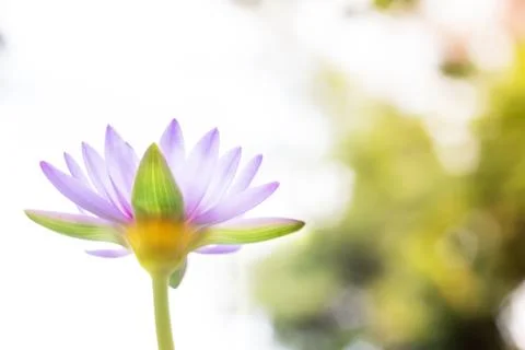 Soft focus of Under view beautiful purple Lotus flower or water lily on blur  Stock Photos