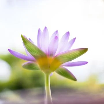 Soft focus of Under view beautiful purple Lotus flower or water lily on blur  Stock Photos