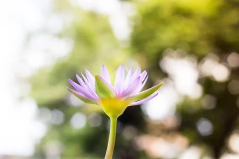 Soft focus of Under view beautiful purple Lotus flower or water lily on blur  Stock Photos
