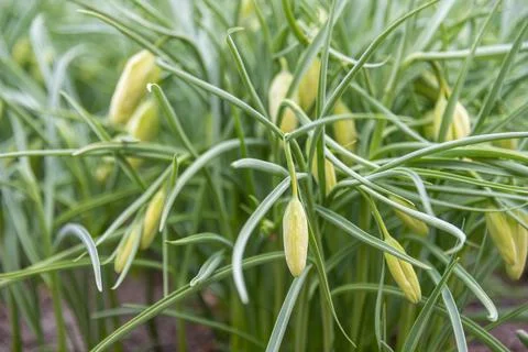 Soft focus on the unopened buds of hazel grouse lat. Fritillaria is a genus o Stock Photos