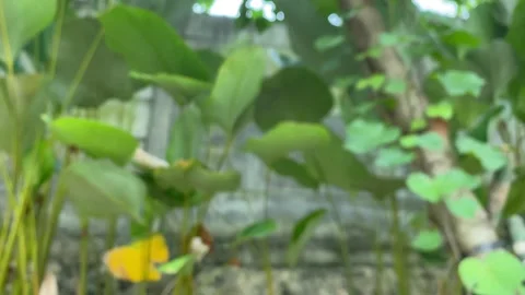 Soft focus view of lush tropical plants Stock Footage 341228177