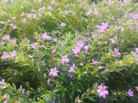 Soft Focus View of Purple Mexican Heather Flowers in a Sunny Garden Stock Photos