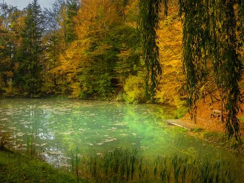 Soft focus, view of a small lake in beautiful nature near the forest Stock Photos