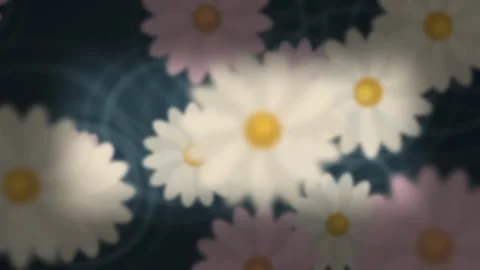 Soft focus white and pink daisies. 2d animation Stock Footage 345555773