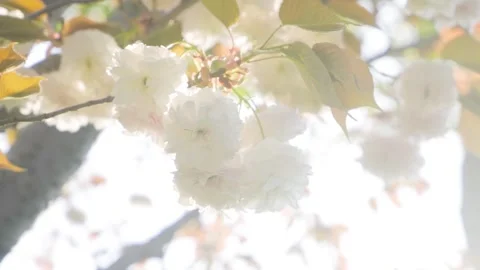 Soft-Focus White Cherry Blossoms Blooming in Spring Sunlight Stock Footage 341961772