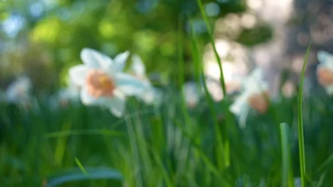 ”Soft focus white daffodil flower blooming in spring park grass" Stock Footage 335403711