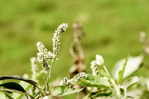 Soft Focus White Flower Clusters in Green Field Showcasing Natural Calm. Stock Photos