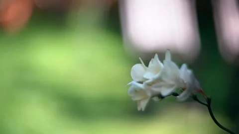 Soft focus white flowers in breeze, very shallow DOF - Helios 40 85mm Stock Footage 245912546