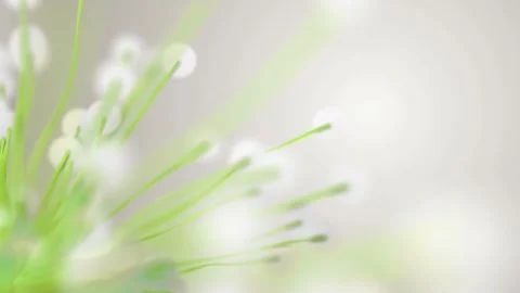 Soft focus white flowers with green stems. Stock Footage 306285162