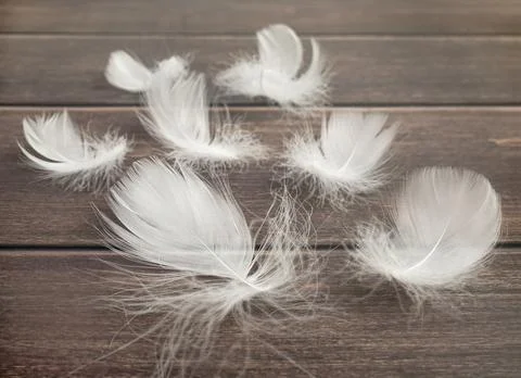 Soft focus. White fluffy bird feather on a wooden background. The texture o.. Stock Photos