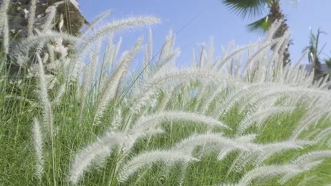Soft Focus on White Pampas Grass Swaying in Breeze Stock Footage 282929279