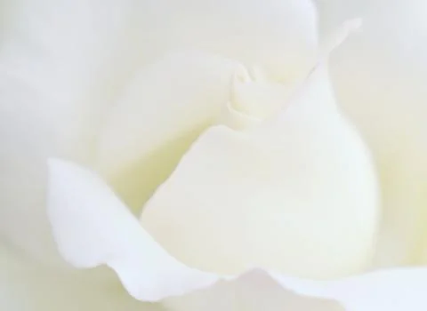 Soft focus white rose  background. Defocused blur rose petals, abstract roman Stock Photos