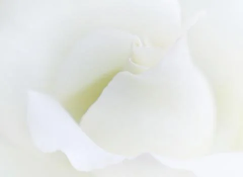 Soft focus white rose  background. Defocused blur rose petals, abstract roman Stock Photos