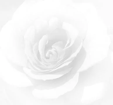 Soft focus white rose  background. Defocused blur rose petals, abstract roman Stock Photos