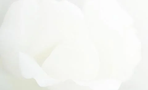 Soft focus white rose  background. Defocused blur rose petals, abstract roman Stock Photos