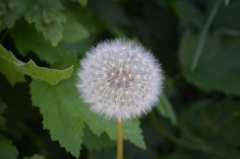 Soft focus white round fluffy dandelion Stock Photos