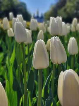 Soft Focus White Tulips in Spring Light Stock Photos