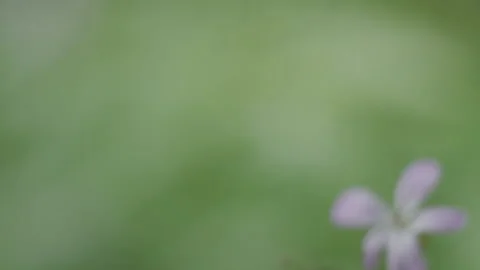 Soft focus wildflower handheld Stock-Footage 234847486