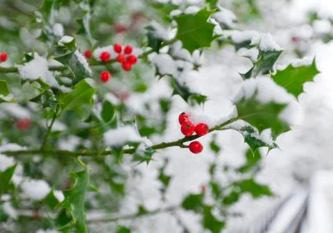 Soft focus winter holly Stock Photos
