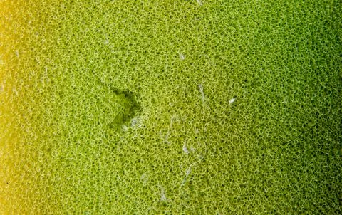 Soft Focus Yellow to Green Gradient Porous Cellular Abstract Texture Backgr.. Stock Photos