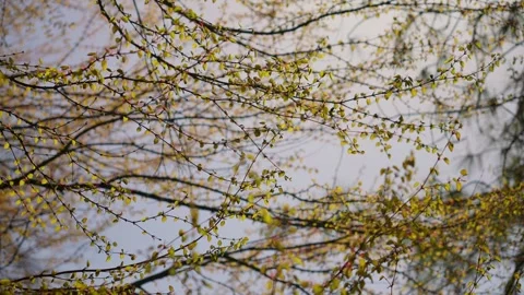Soft Focus on Young Leaves Sprouting in Spring Stock Footage 256955069