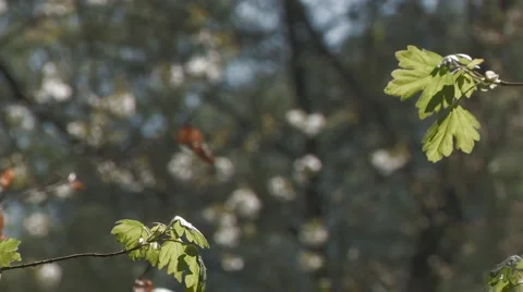 Soft focus on young maple leaves Stock Footage 4718622