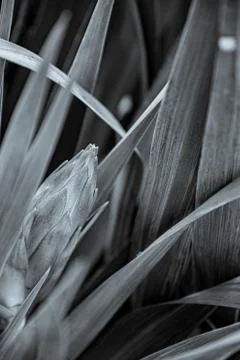 Soft focus to yucca bud between long leaves. Black and white photo Stock Photos
