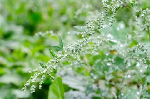 Soft focused abstract background. Meadow grass under dew drops, after the rai Stock Photos