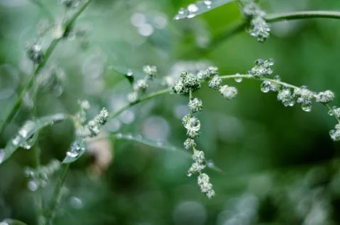 Soft focused abstract background. Meadow grass under dew drops, after the rai Stock Photos