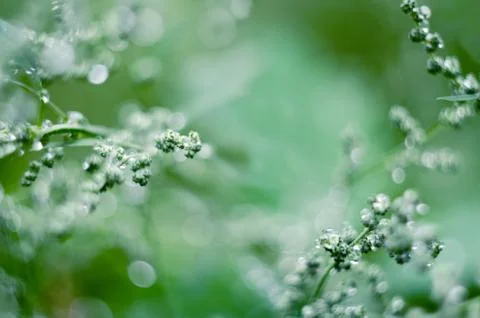 Soft focused abstract background. Meadow grass under dew drops, after the rai Stock Photos