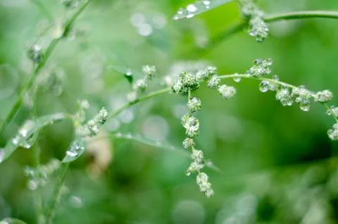 Soft focused abstract background. Meadow grass under dew drops, after the rai Stock Photos