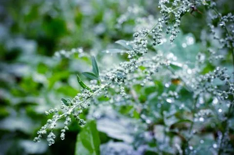 Soft focused abstract background. Meadow grass under dew drops, after the rai Stock Photos