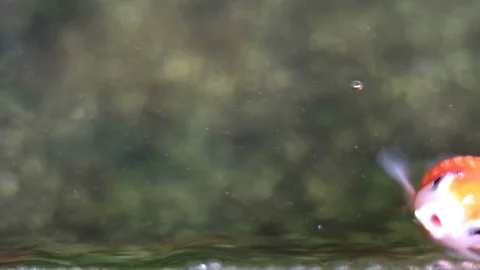 Soft focused beautiful and cute goldfishes swim Stock Footage 91139620