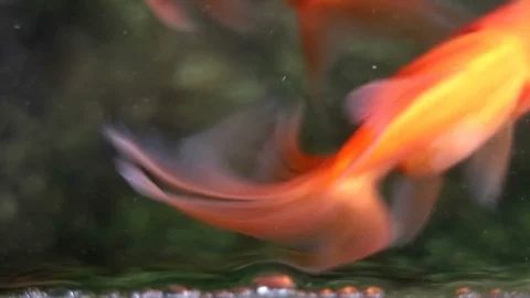 Soft focused beautiful and cute goldfishes swim Stock Footage 91139645