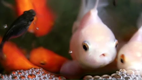 Soft focused beautiful and cute goldfishes swim Stock Footage 91140070