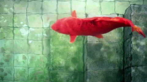 Soft focused big red Koi carp fish, in old wishing well pond Stock Footage 62152201