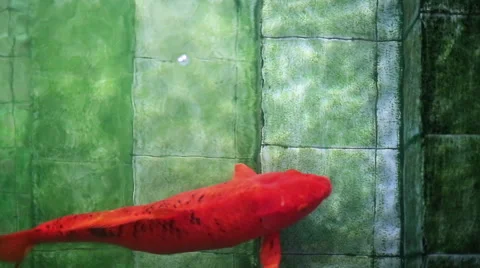 Soft focused big red Koi carp fish, swimming up old underwater pool stairs Stock Footage 62167022
