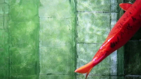 Soft focused big red Koi carp fish, resting on old underwater pool stairs Stock Footage 62172067