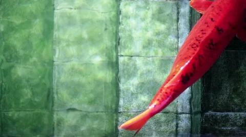 Soft focused big red Koi carp fish, resting on old underwater pool stairs Stock Footage 62175171