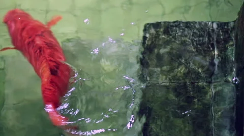 Soft focused big red Koi carp fish, swimming away old underwater pool stairs Video stock 62176511