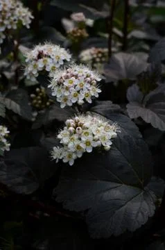 Soft focused close up picture of White Spirea, Bush of Thunbergii or Thunberg Stock Photos