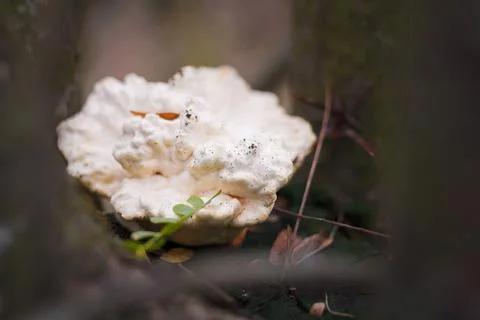 Soft focused close up shot of tree trunk with white burl, burr, bur, parasite Stock Photos