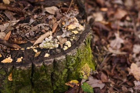 Soft focused close up shot of tree stump with burl, burr, bur, parasite mushroom Stock Photos
