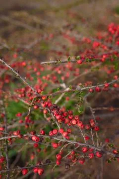Soft focused close up shot of wall cotoneaster horizontalis bush, red berries Stock Photos