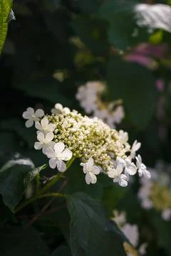 Soft focused close up shot of white viburnum flowers in bloom, blossoming Stock Photos